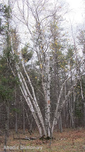 paper birch